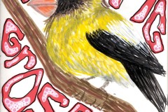 evening_grosbeak1
