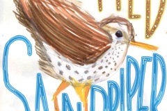 spotted_sandpiper1